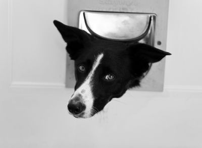 Pet Door Installation