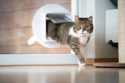 Pet Door Installation