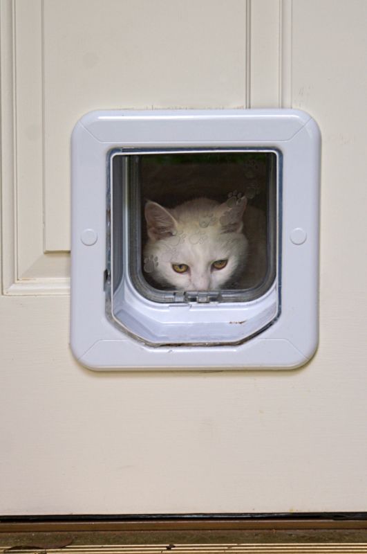 Wall-mounted Pet Door