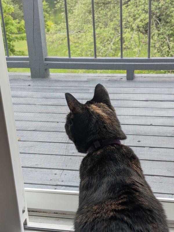 Pet Door in a Screen Door